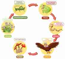 Vector gratuito ilustración del ciclo de la cadena alimentaria