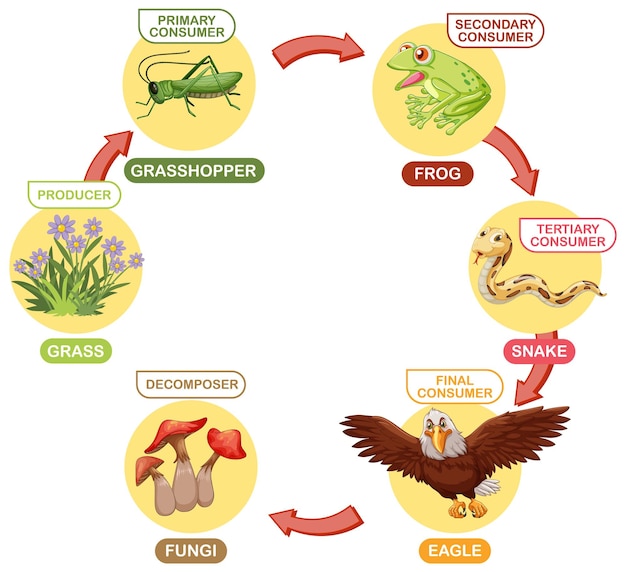 Ilustración del ciclo de la cadena alimentaria