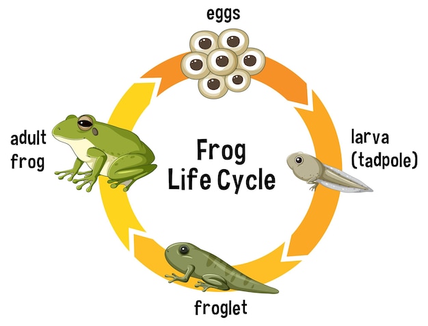 Vector gratuito ilustración del ciclo de vida de la rana