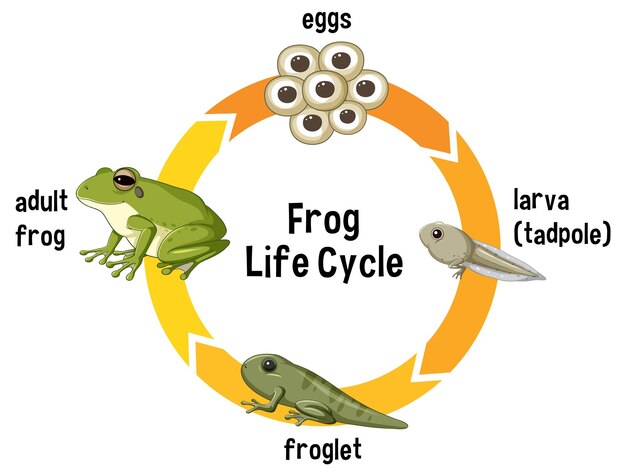 Ilustración del ciclo de vida de la rana
