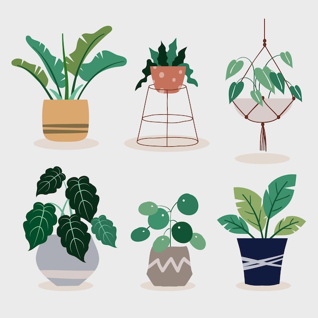 Ilustración de colección de plantas de interior