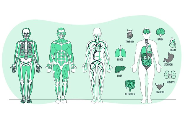 Ilustración del concepto de anatomía del cuerpo