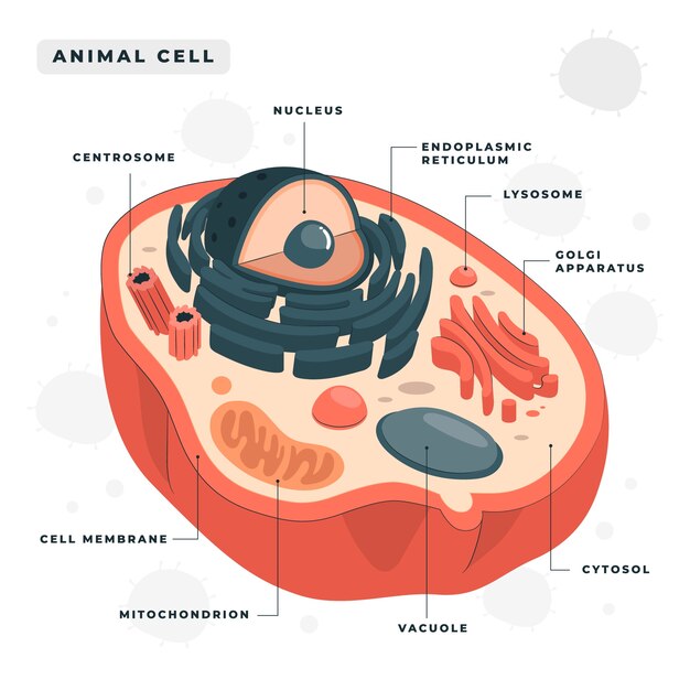 Ilustración del concepto de célula animal