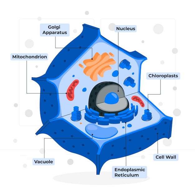 Ilustración del concepto de célula vegetal