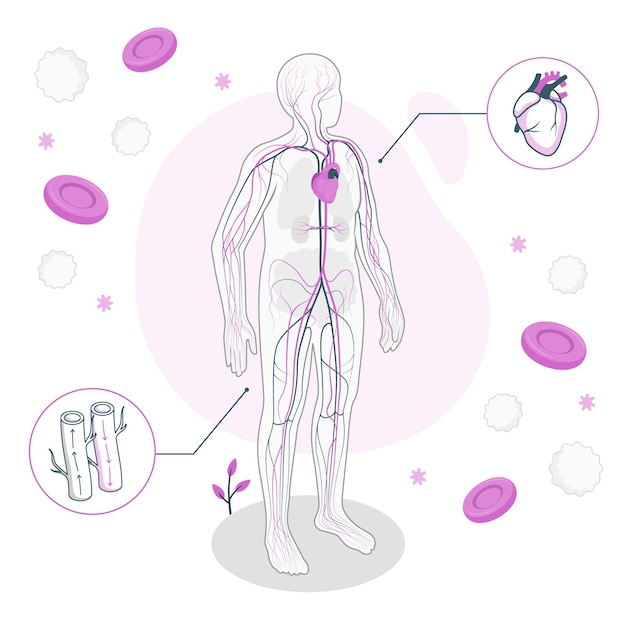 Vector gratuito ilustración del concepto de sistema circulatorio