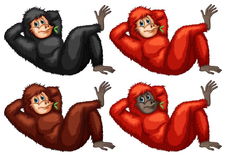 Vector gratuito ilustración de un conjunto de orangutanes