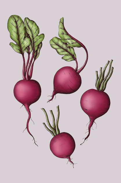 Ilustración de conjunto de remolacha