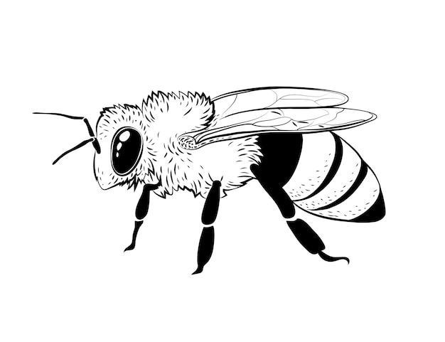 Ilustración de contorno de abeja dibujada a mano