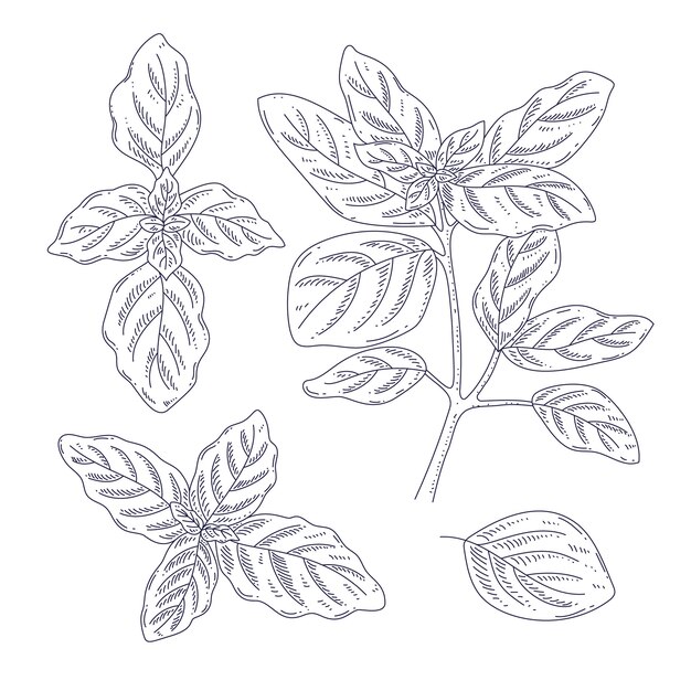 Ilustración de contorno de albahaca dibujada a mano