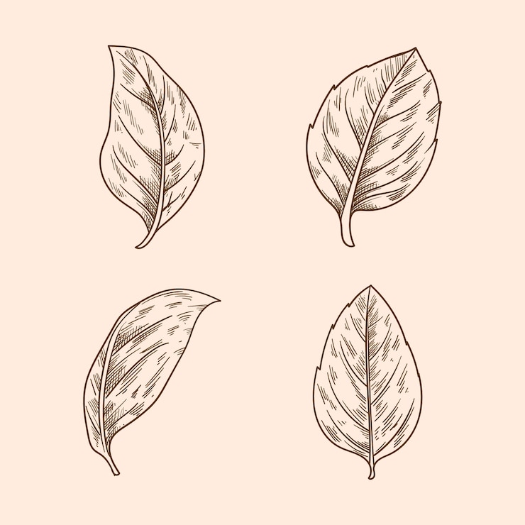 Vector gratuito ilustración de contorno de albahaca dibujada a mano