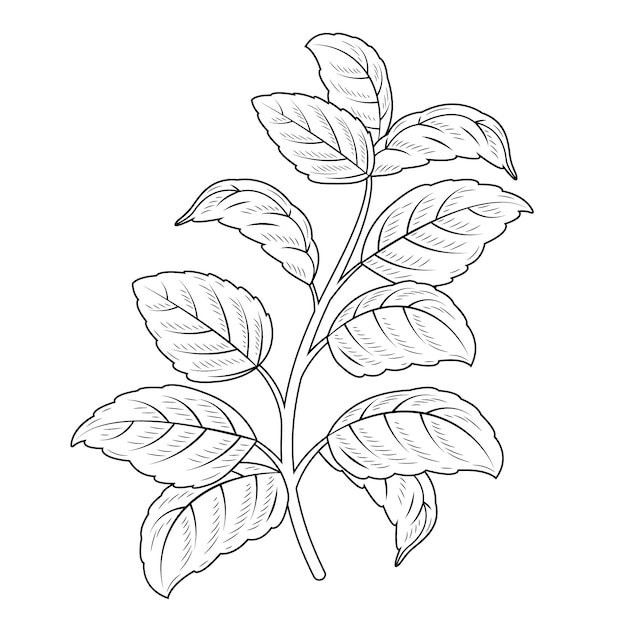 Ilustración del contorno de la albahaca dibujada a mano