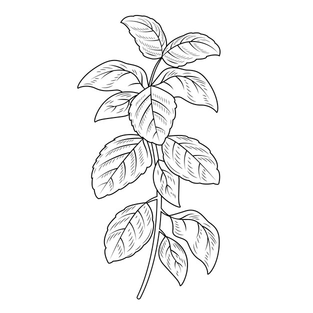 Ilustración del contorno de la albahaca dibujada a mano