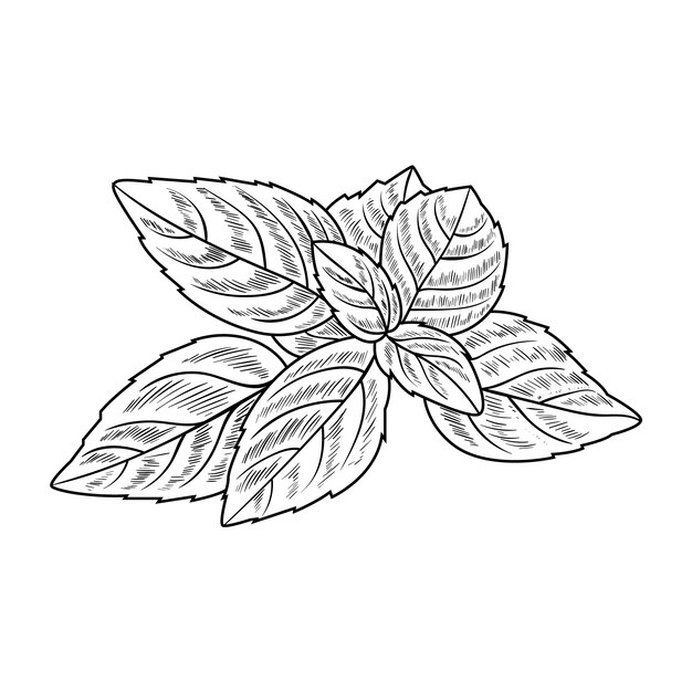 Ilustración del contorno de la albahaca dibujada a mano