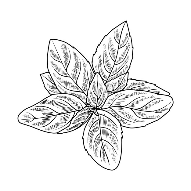 Ilustración del contorno de la albahaca dibujada a mano