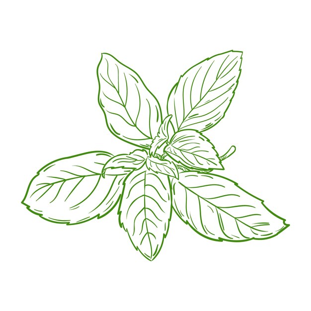 Ilustración de contorno de albahaca dibujada a mano