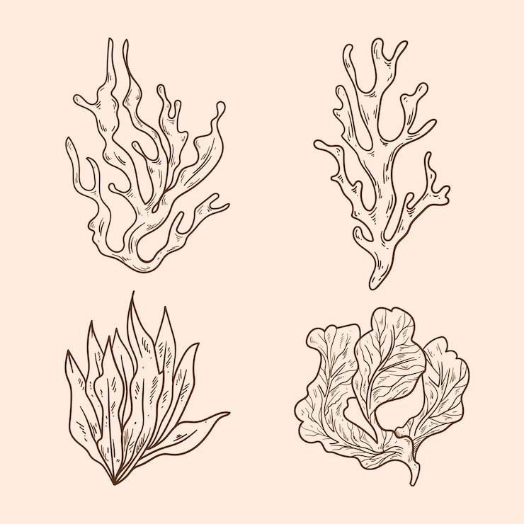 Vector gratuito ilustración del contorno de las algas dibujada a mano