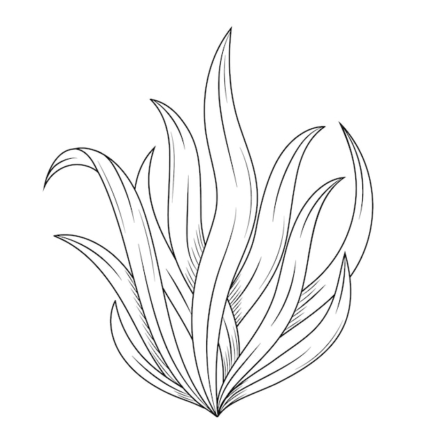 Ilustración del contorno de las algas dibujada a mano