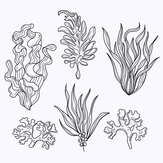 Ilustración de contorno de algas dibujadas a mano