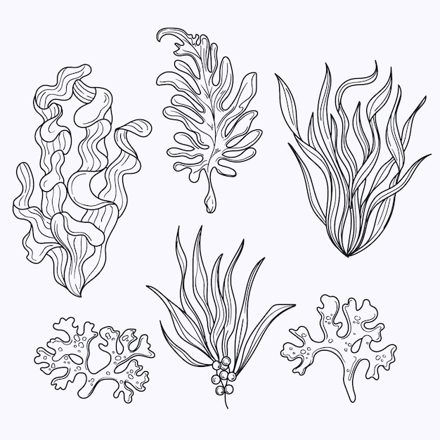 Ilustración de contorno de algas dibujadas a mano