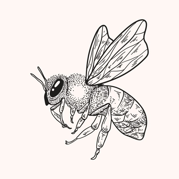 Ilustración de contorno animal dibujado a mano