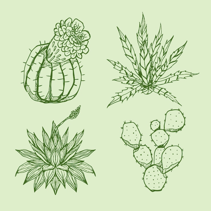 Vector gratuito ilustración de contorno de cactus dibujado a mano