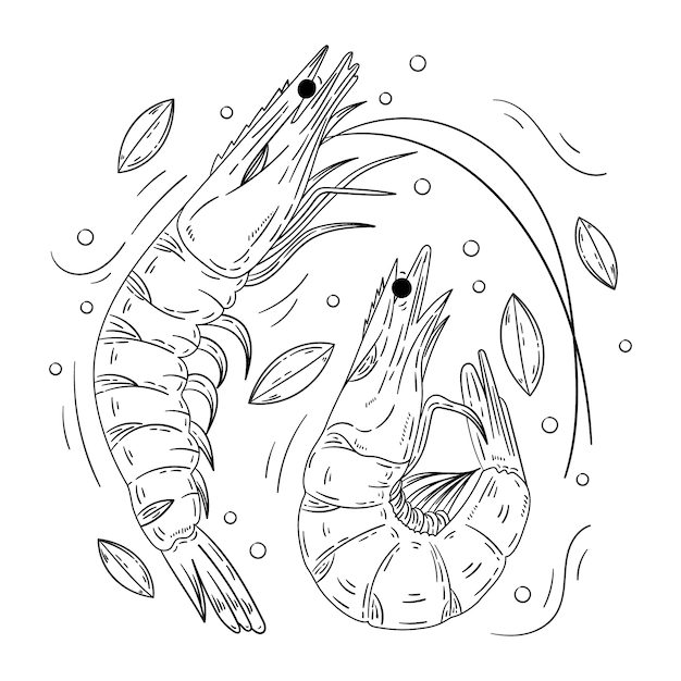 Ilustración del contorno del camarón dibujada a mano
