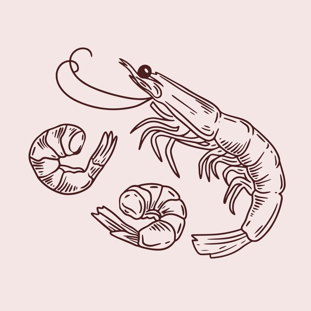 Ilustración del contorno del camarón dibujada a mano
