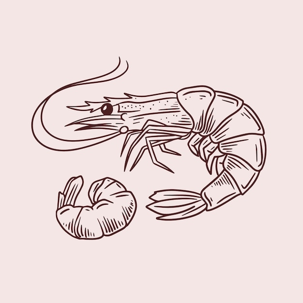 Ilustración del contorno del camarón dibujada a mano