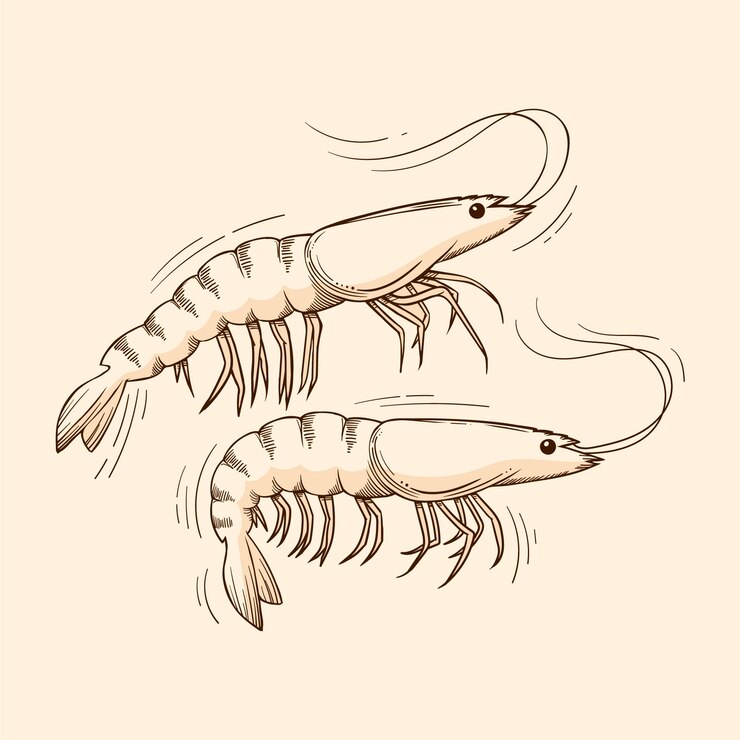 Vector gratuito ilustración de contorno de camarón dibujado a mano