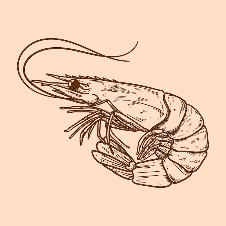 Vector gratuito ilustración de contorno de camarones dibujados a mano