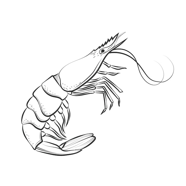 Ilustración de contorno de camarones dibujados a mano