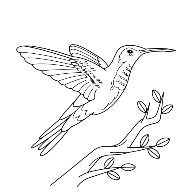 Ilustración de contorno de colibrí dibujado a mano