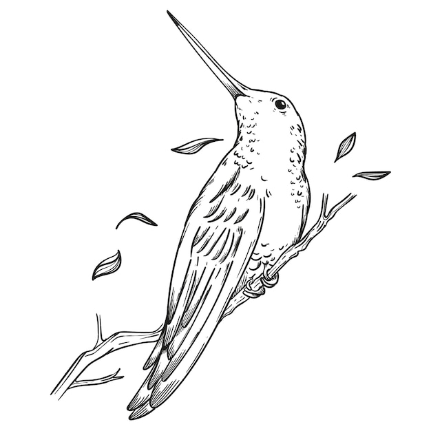 Ilustración de contorno de colibrí dibujado a mano