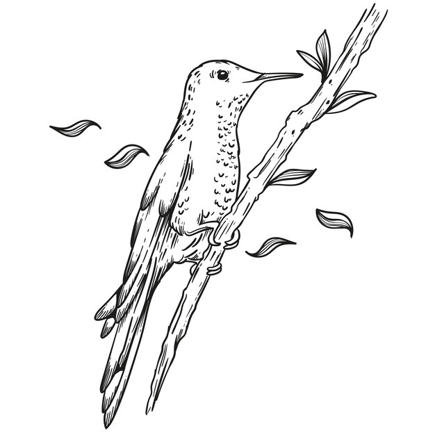 Ilustración de contorno de colibrí dibujado a mano