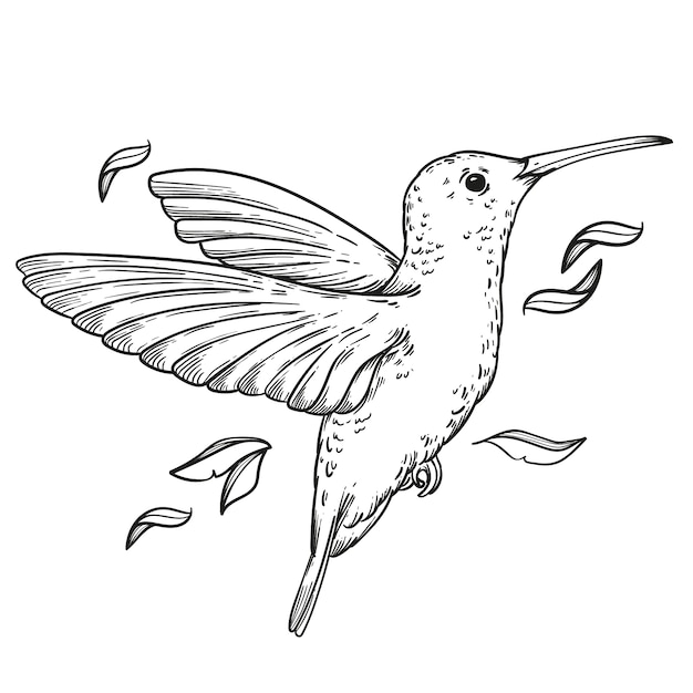 Ilustración de contorno de colibrí dibujado a mano