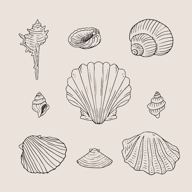 Ilustración de contorno de concha marina dibujada a mano