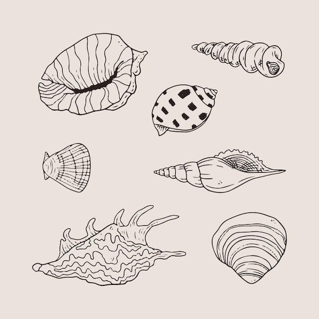 Ilustración de contorno de concha marina dibujada a mano