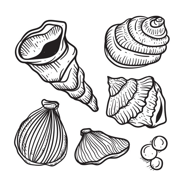 Ilustración de contorno de concha marina dibujada a mano