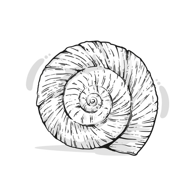Ilustración de contorno de concha marina dibujada a mano
