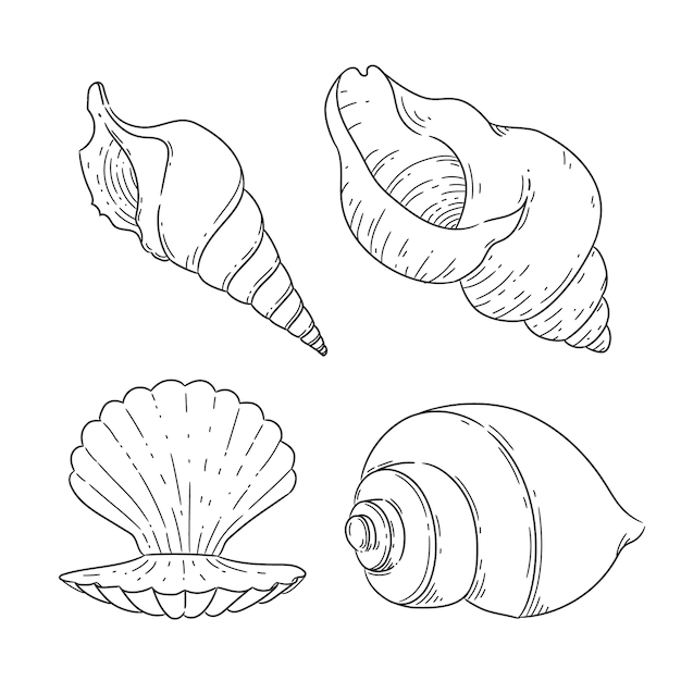 Ilustración de contorno de concha marina dibujada a mano