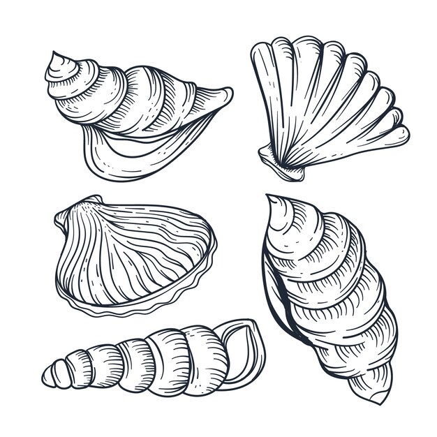 Ilustración de contorno de concha marina dibujada a mano