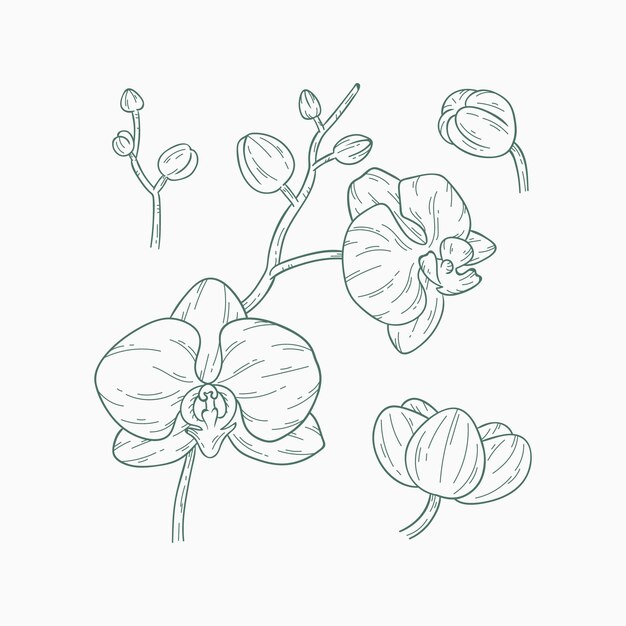 Ilustración de contorno de contorno de orquídea dibujada a mano