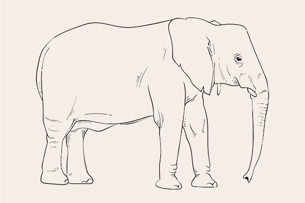 Vector gratuito ilustración de contorno de elefante dibujado a mano