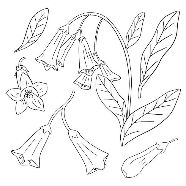 Ilustración de contorno de flor simple dibujada a mano
