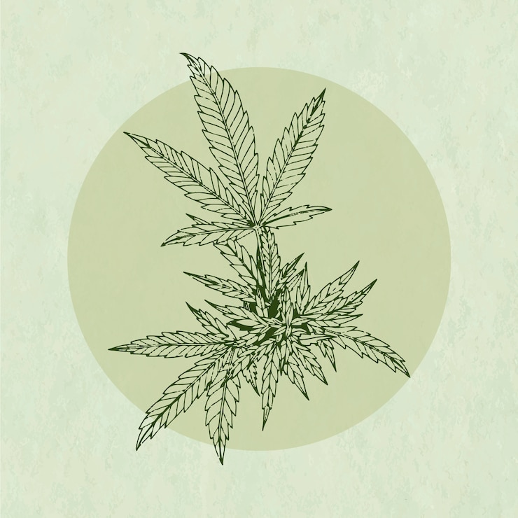 Vector gratuito ilustración de contorno de hoja de marihuana dibujada a mano