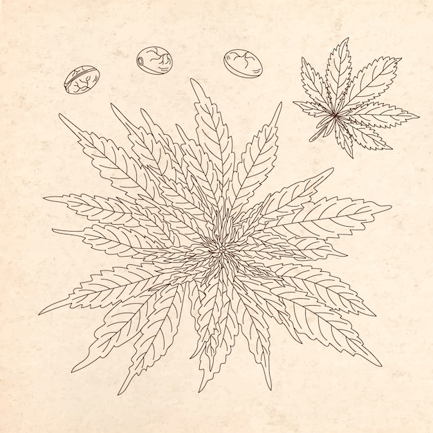 Ilustración de contorno de hoja de marihuana dibujada a mano
