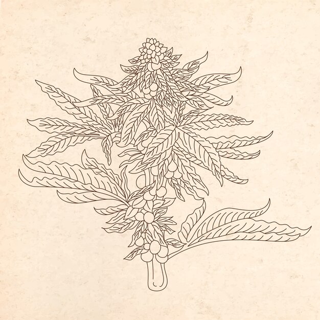 Ilustración de contorno de hoja de marihuana dibujada a mano