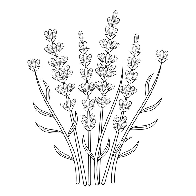 Ilustración del contorno de la lavanda dibujada a mano