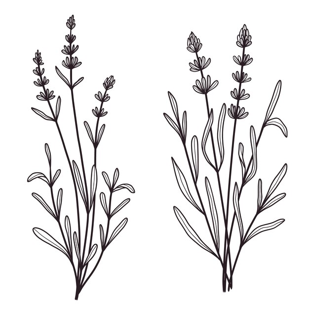 Ilustración del contorno de la lavanda dibujada a mano