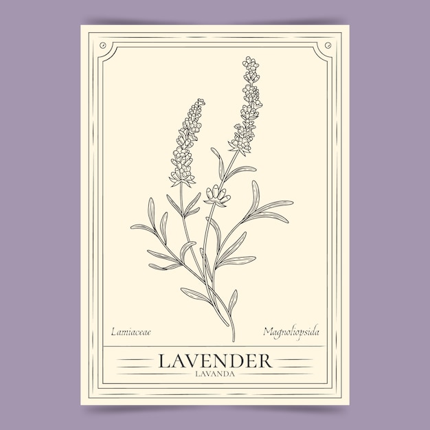 Vector gratuito ilustración de contorno de lavanda dibujada a mano